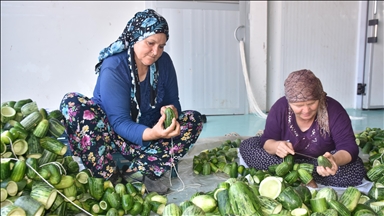Tarım eğitimi alan kadınlar üreterek aile bütçelerine katkı sağlıyor