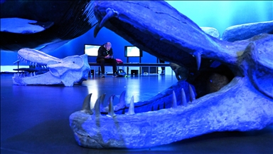 İzlanda'nın Faxaflói koyunda balina izleme turu