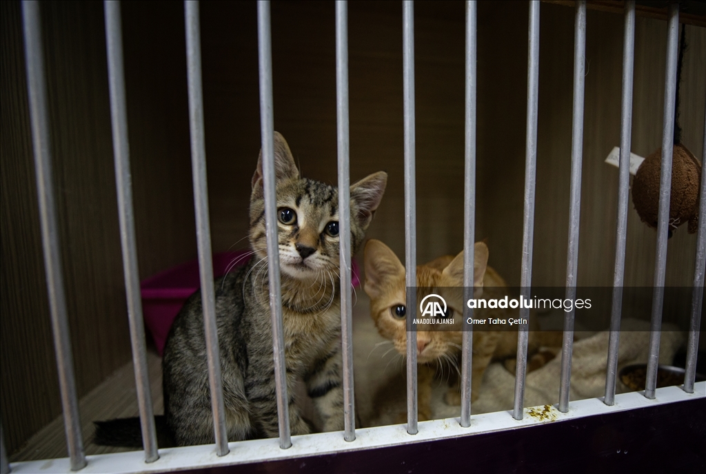 Uluslararası Evsiz Hayvanlar Günü