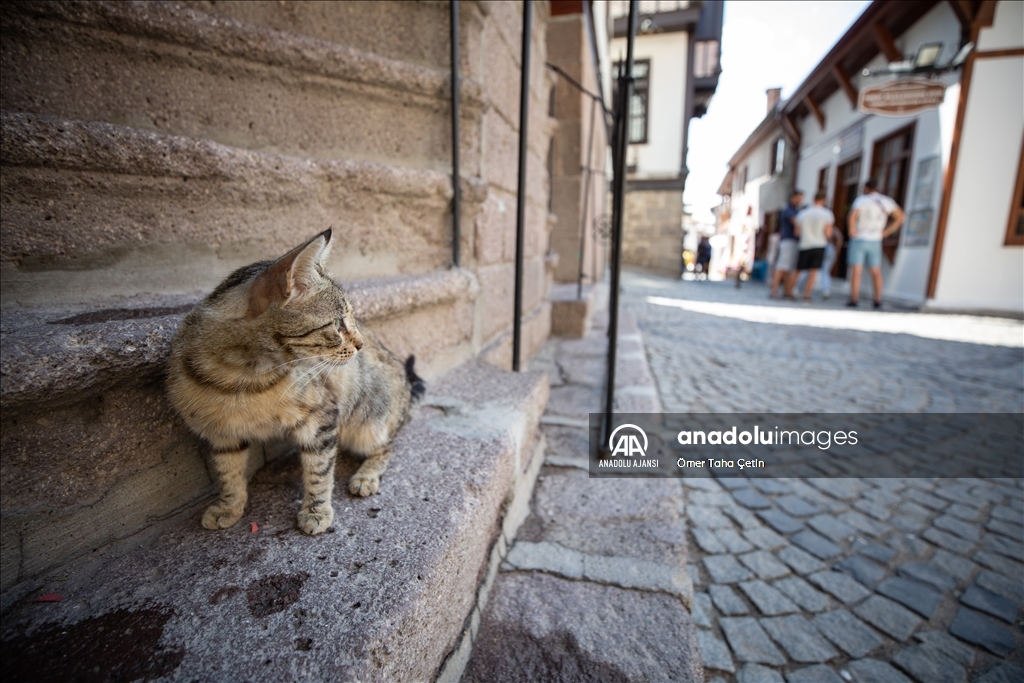 Uluslararası Evsiz Hayvanlar Günü