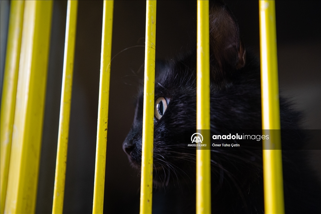 Uluslararası Evsiz Hayvanlar Günü