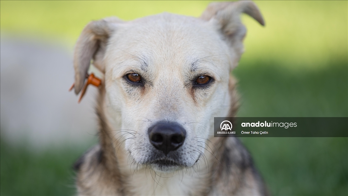 Uluslararası Evsiz Hayvanlar Günü