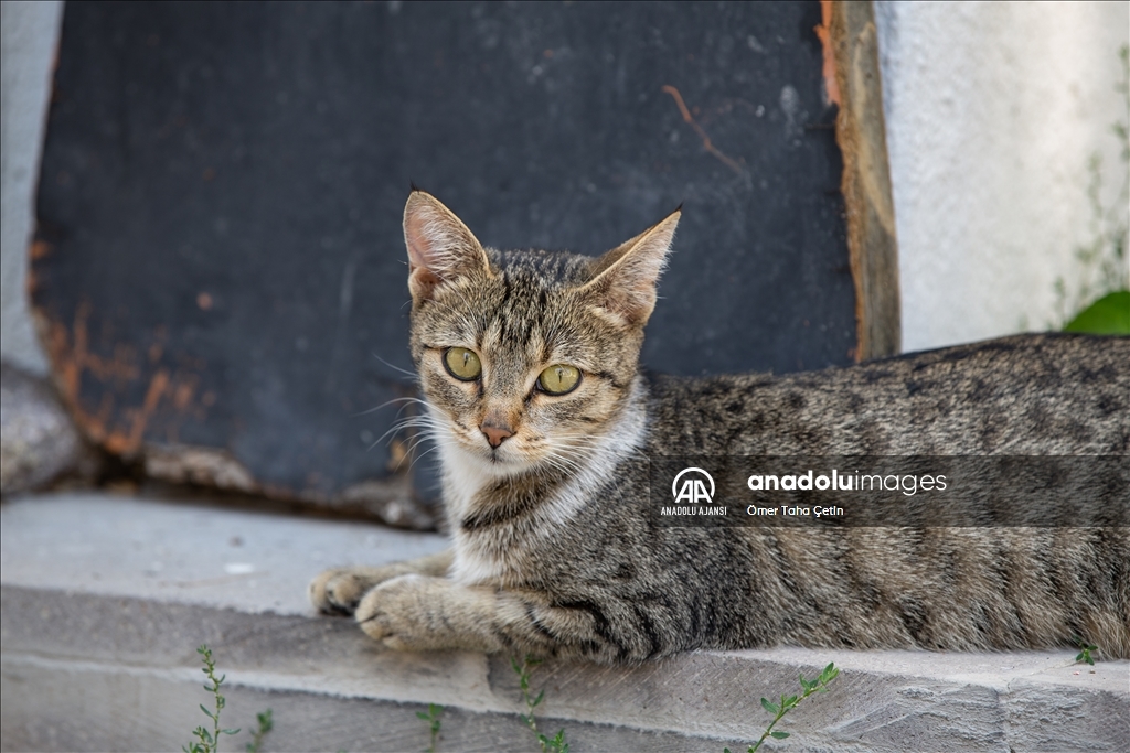 Uluslararası Evsiz Hayvanlar Günü