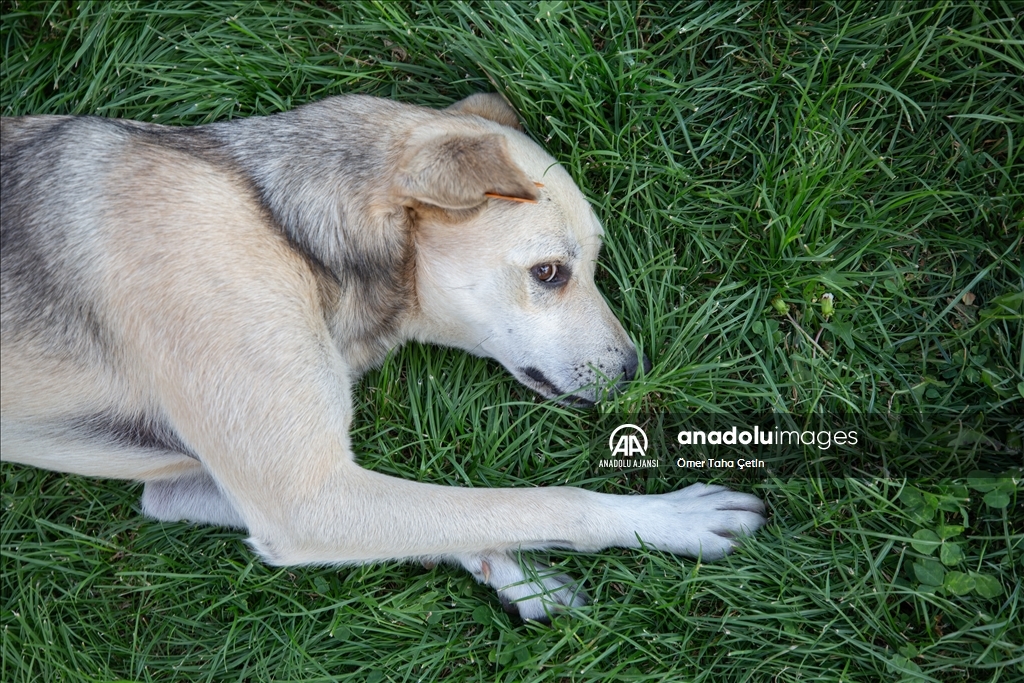 Uluslararası Evsiz Hayvanlar Günü