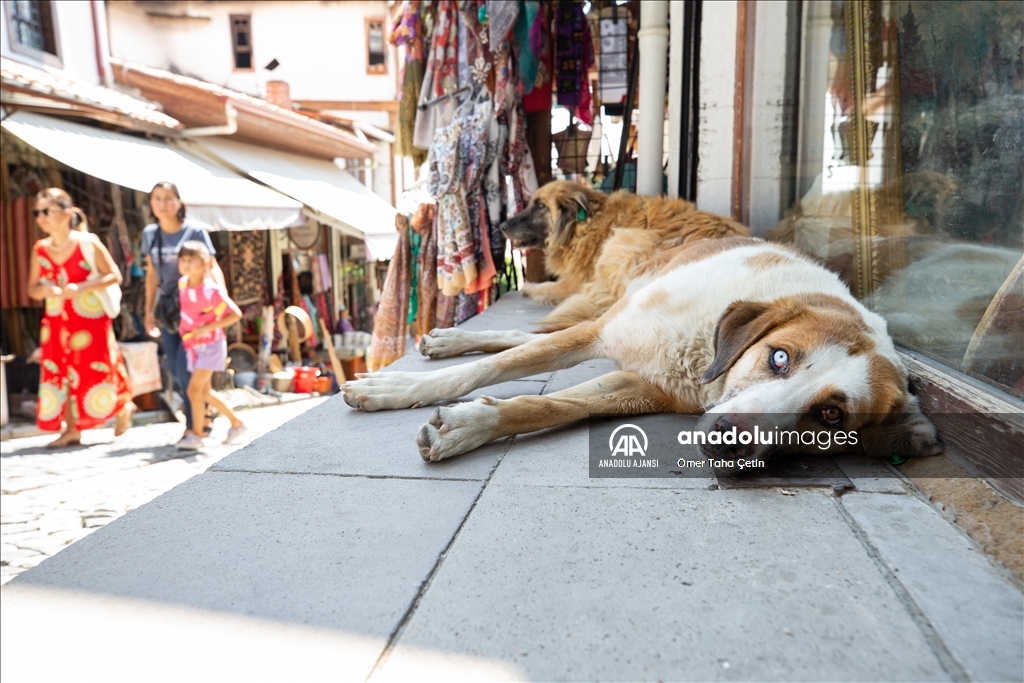 Uluslararası Evsiz Hayvanlar Günü