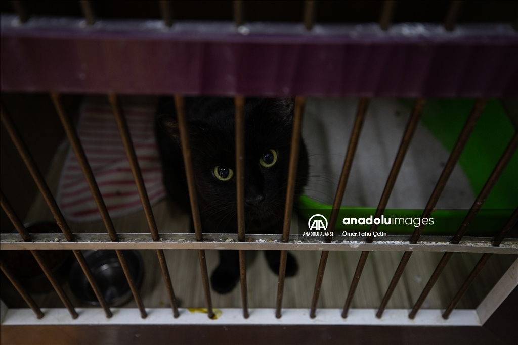 Uluslararası Evsiz Hayvanlar Günü