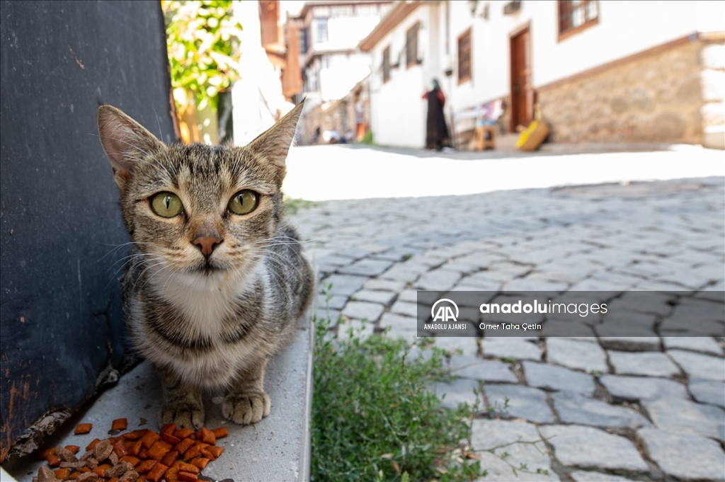 Uluslararası Evsiz Hayvanlar Günü