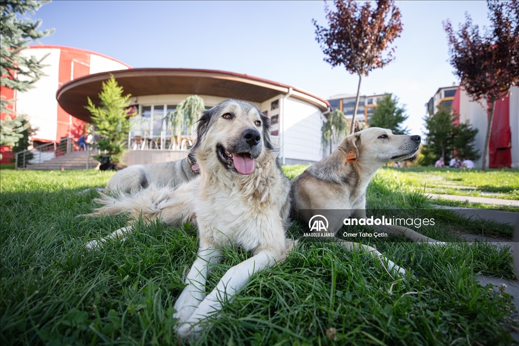 Uluslararası Evsiz Hayvanlar Günü