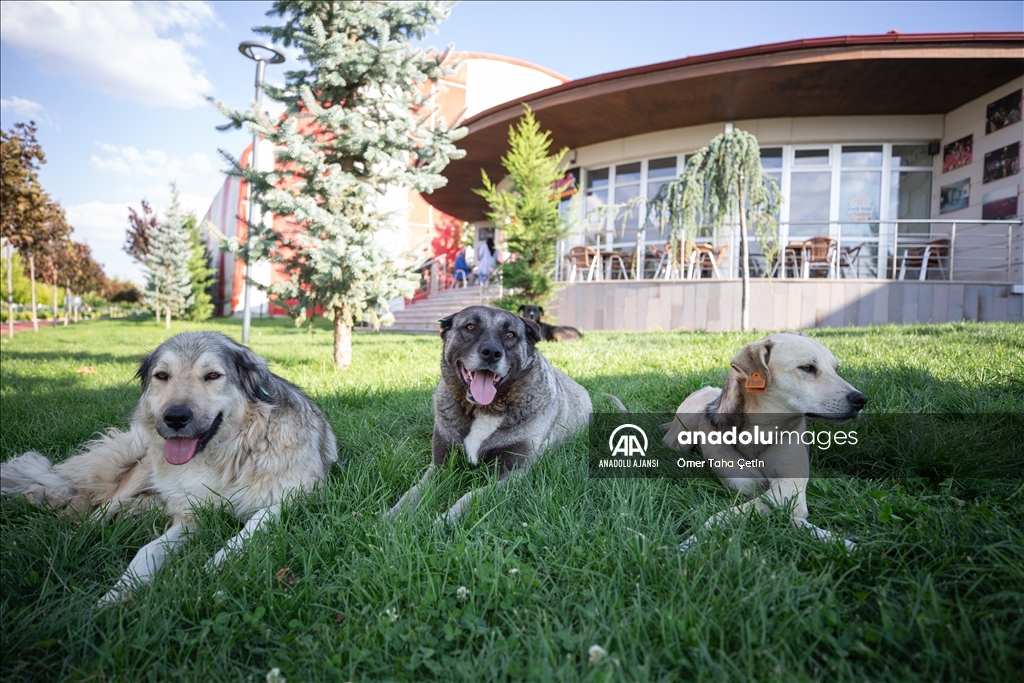 Uluslararası Evsiz Hayvanlar Günü