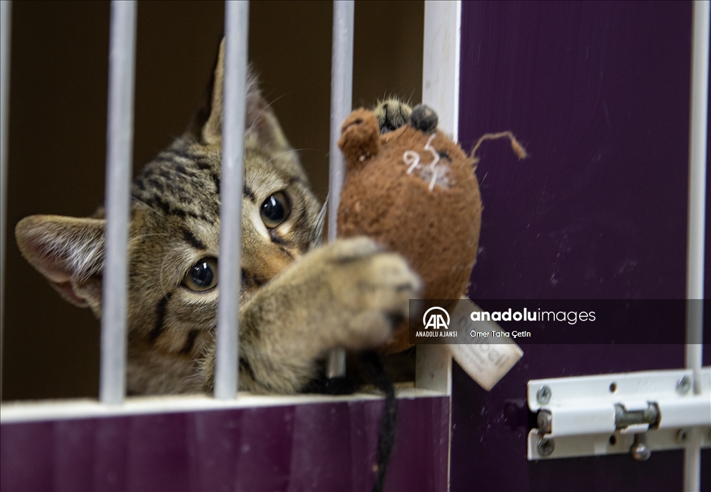 Uluslararası Evsiz Hayvanlar Günü