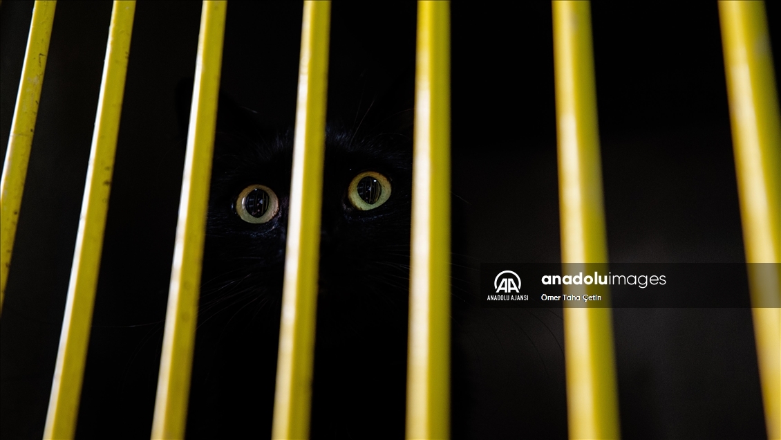 Uluslararası Evsiz Hayvanlar Günü