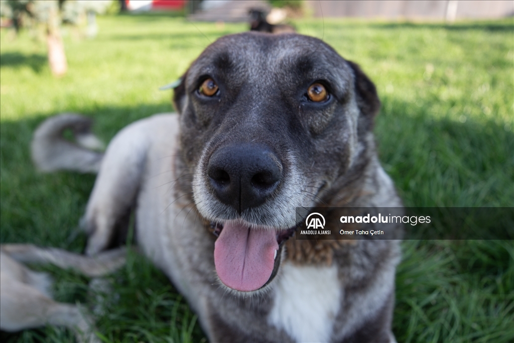 Uluslararası Evsiz Hayvanlar Günü