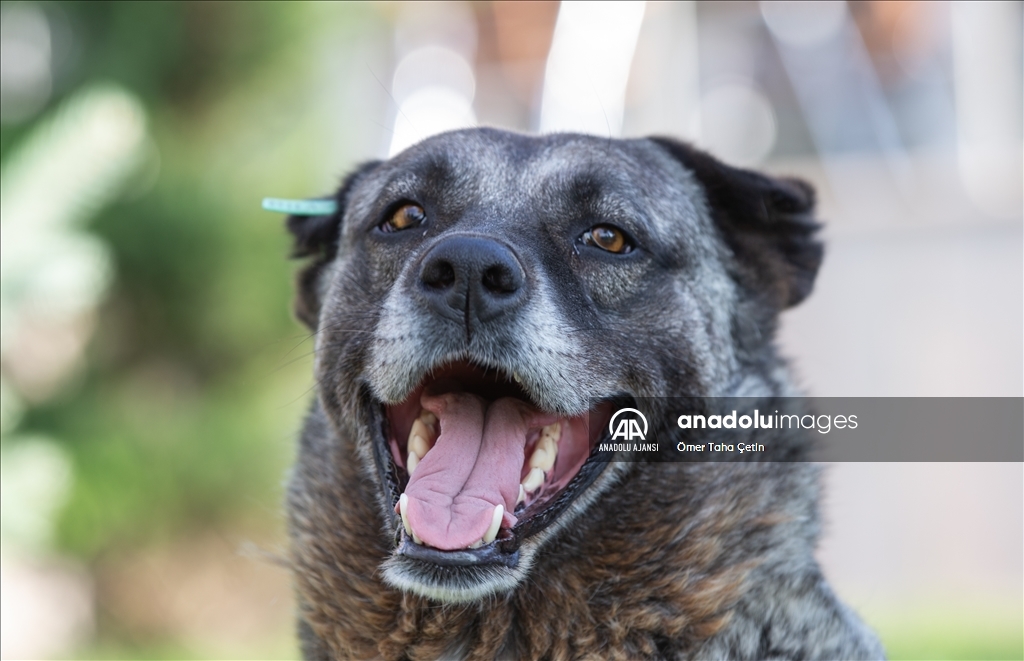 Uluslararası Evsiz Hayvanlar Günü