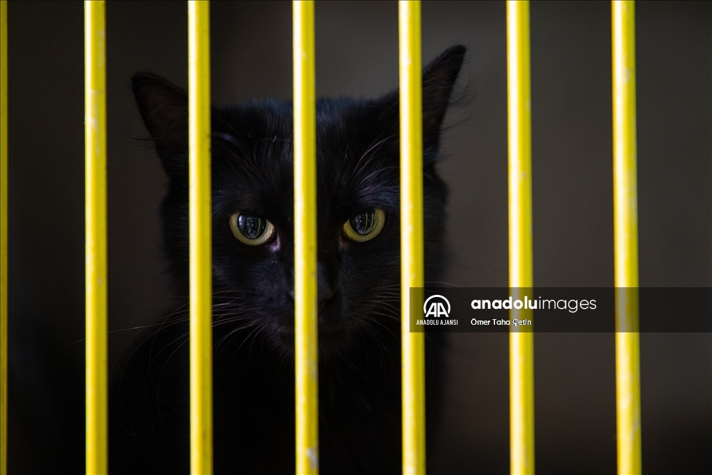 Uluslararası Evsiz Hayvanlar Günü