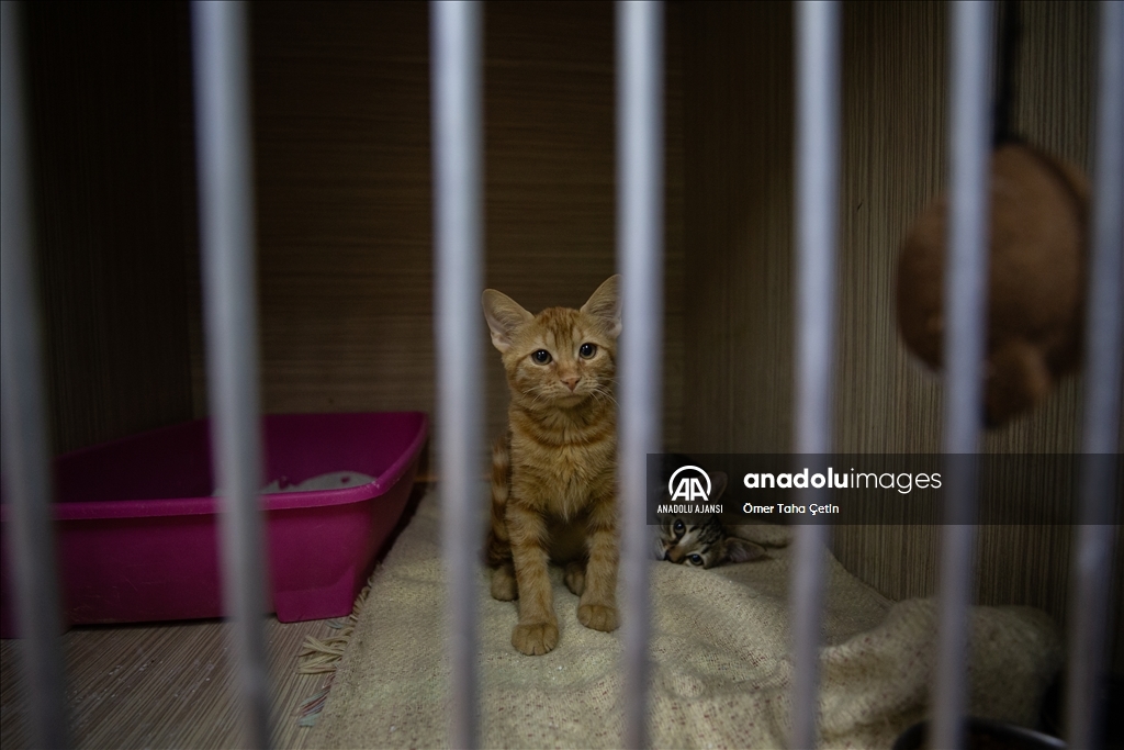 Uluslararası Evsiz Hayvanlar Günü