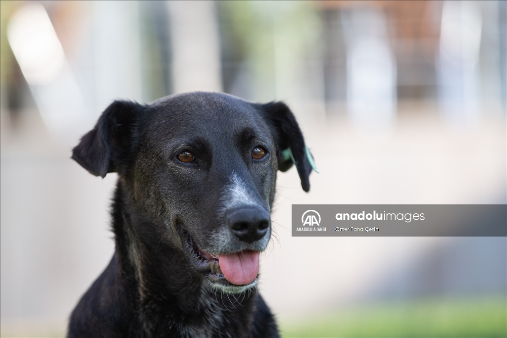 Uluslararası Evsiz Hayvanlar Günü