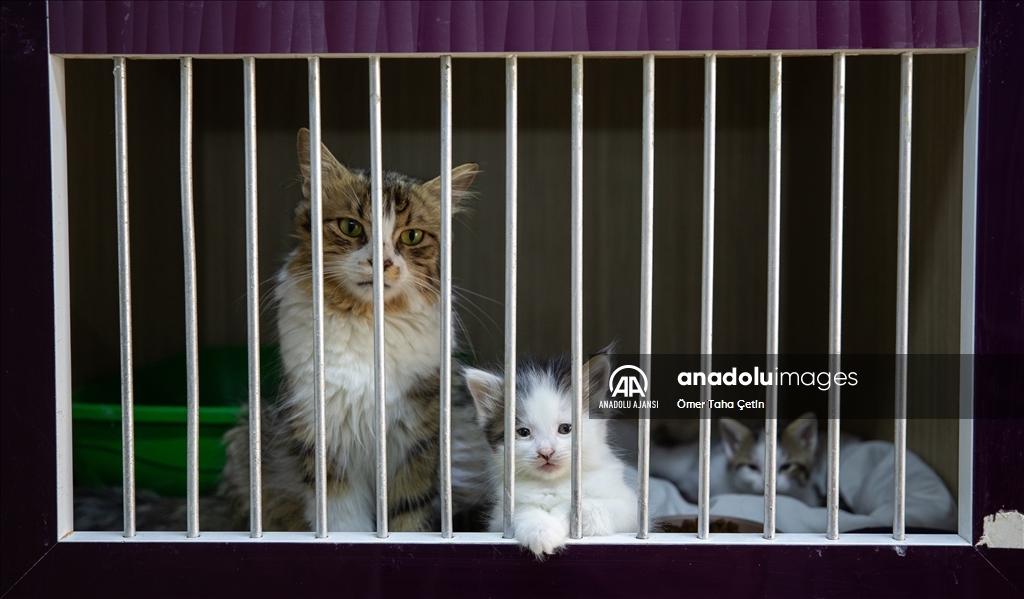 Uluslararası Evsiz Hayvanlar Günü