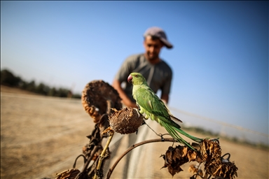 Bird hunting in Gaza