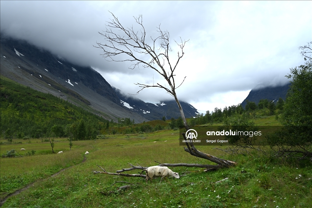 Norveç'teki Steindalsbreen buzulları