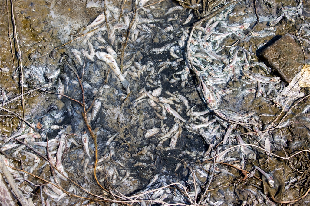 Thousands Of Dead Fish Around Oakland Lake In California - Anadolu Ajansı