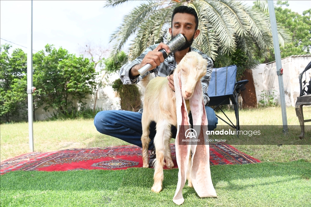 Yavru keçi Simba, 64 cm’ye ulaşan kulaklarıyla Guinness Rekorlar Kitabına girmeyi bekliyor