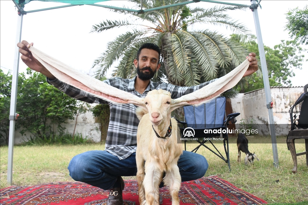 Yavru keçi Simba, 64 cm’ye ulaşan kulaklarıyla Guinness Rekorlar Kitabına girmeyi bekliyor