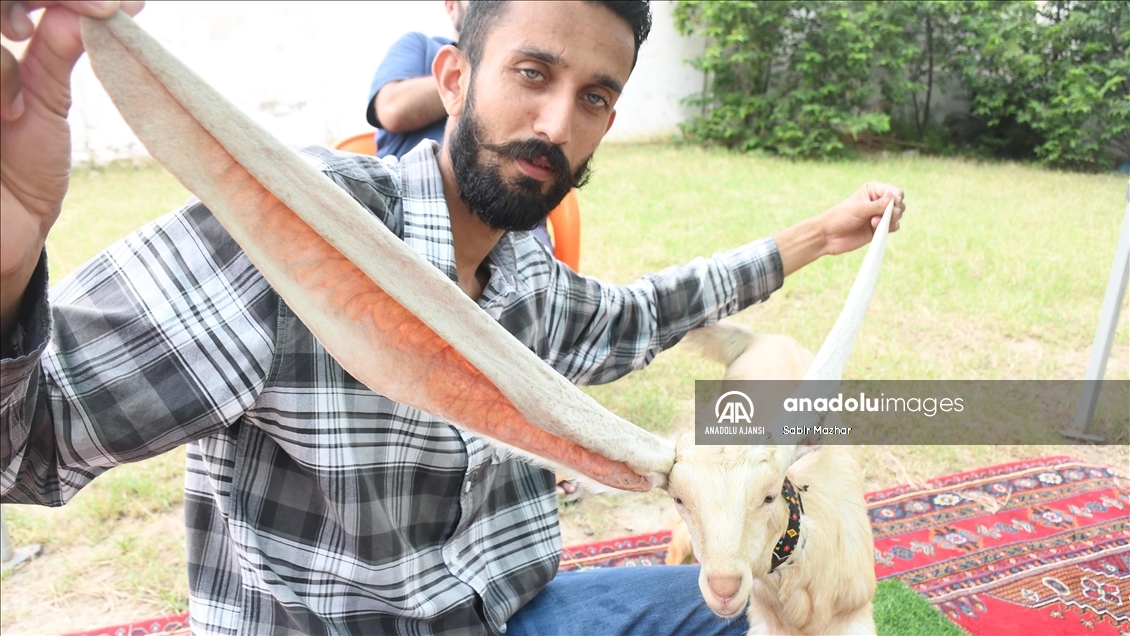 Yavru keçi Simba, 64 cm’ye ulaşan kulaklarıyla Guinness Rekorlar Kitabına girmeyi bekliyor