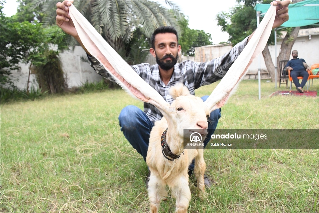 Yavru keçi Simba, 64 cm’ye ulaşan kulaklarıyla Guinness Rekorlar Kitabına girmeyi bekliyor