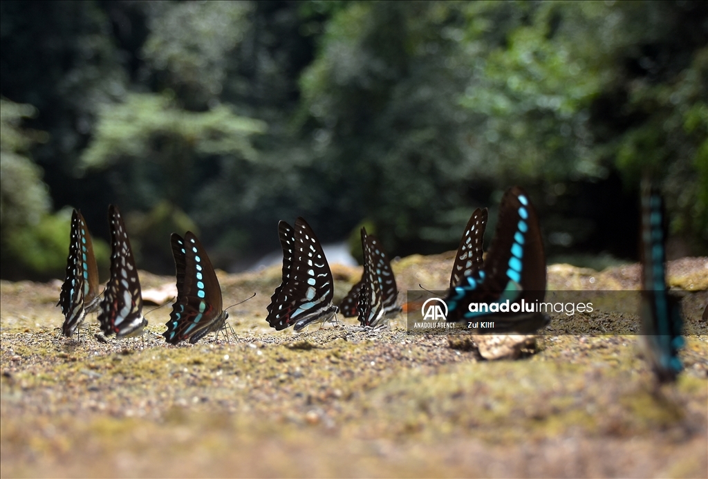 Kerajaan Kupu-Kupu di Bantimurung Nature Park, Maros