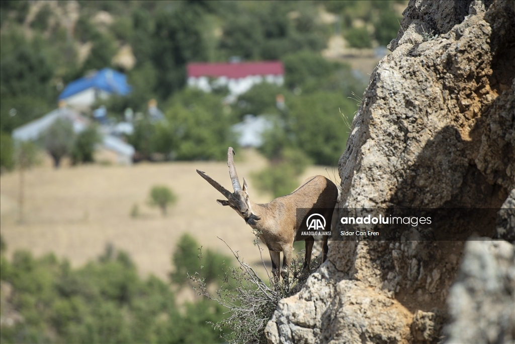 Popülasyonu artan nesli tehlike altındaki yaban keçileri Tunceli'ye güzellik katıyor