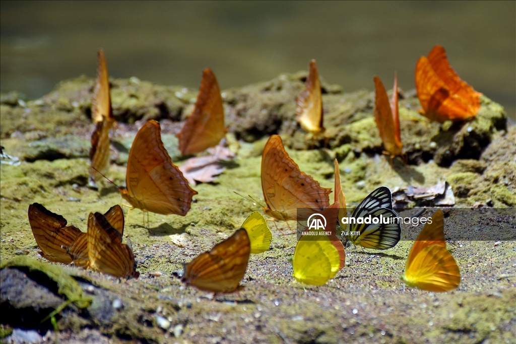 Kerajaan Kupu-Kupu di Bantimurung Nature Park, Maros