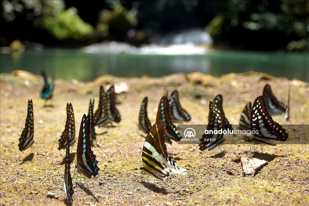 Kerajaan Kupu-Kupu di Bantimurung Nature Park, Maros