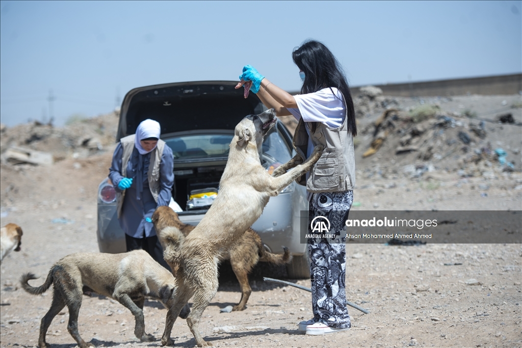 ئاژەڵدۆستانی هەولێر سەرپەرشتی سەگەکانی سەر شەقام دەکەن