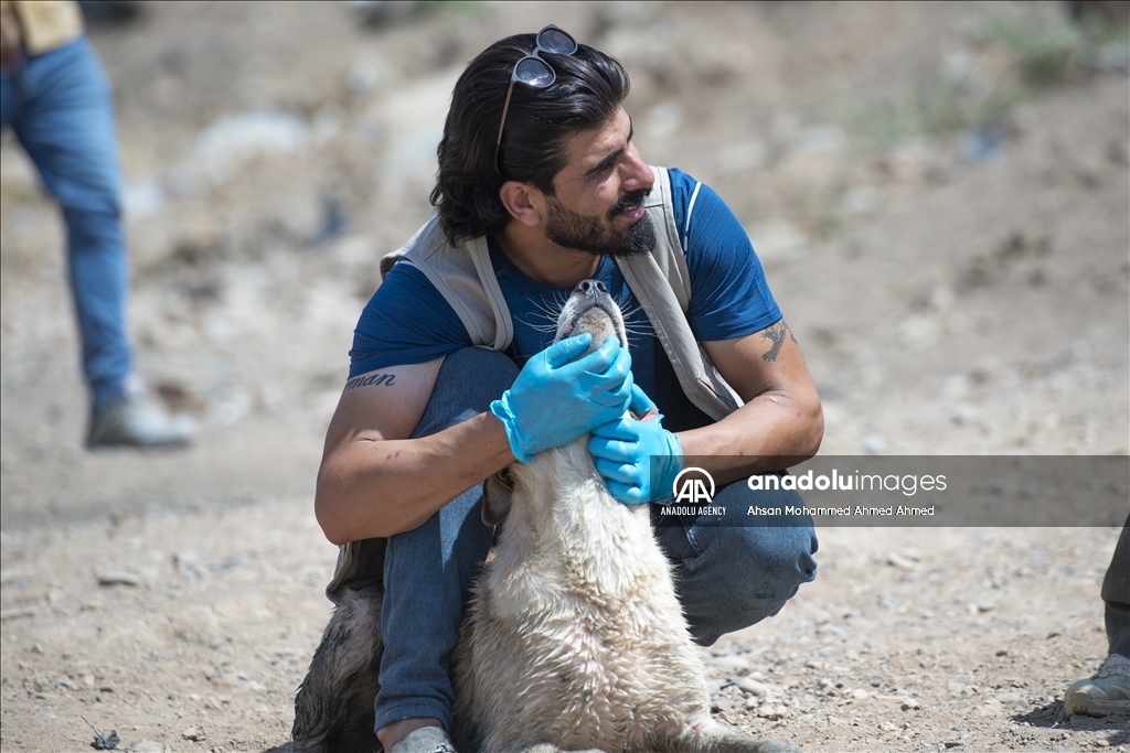 ئاژەڵدۆستانی هەولێر سەرپەرشتی سەگەکانی سەر شەقام دەکەن