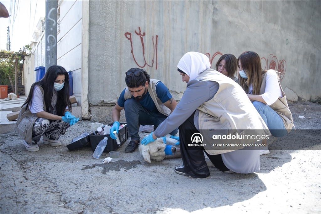 ئاژەڵدۆستانی هەولێر سەرپەرشتی سەگەکانی سەر شەقام دەکەن