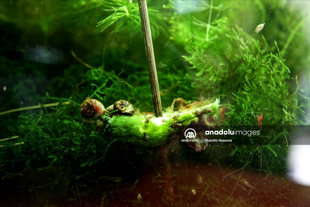 نباتات المياه العذبة تجد موطأ قدم لها في غزة