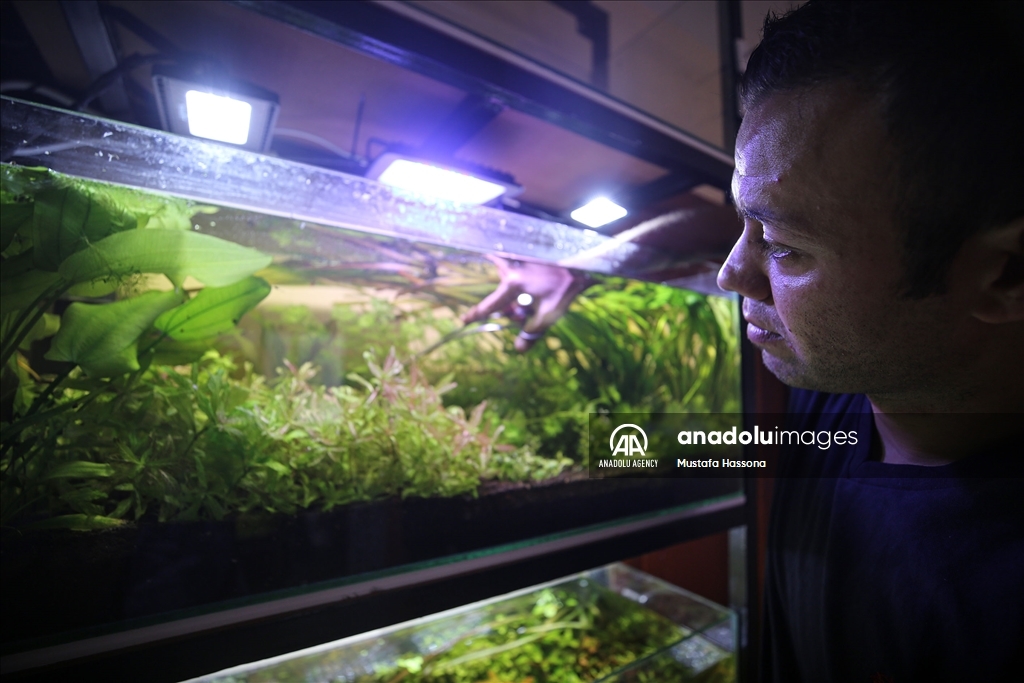 نباتات المياه العذبة تجد موطأ قدم لها في غزة