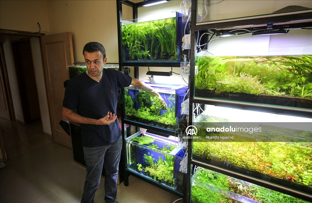 نباتات المياه العذبة تجد موطأ قدم لها في غزة