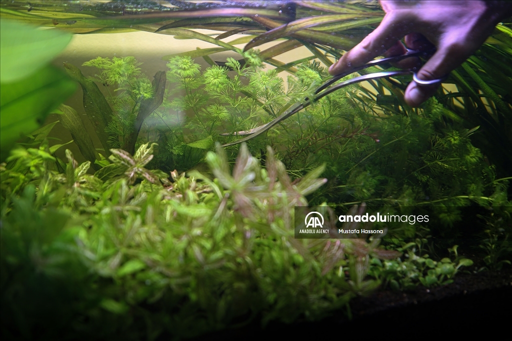 نباتات المياه العذبة تجد موطأ قدم لها في غزة