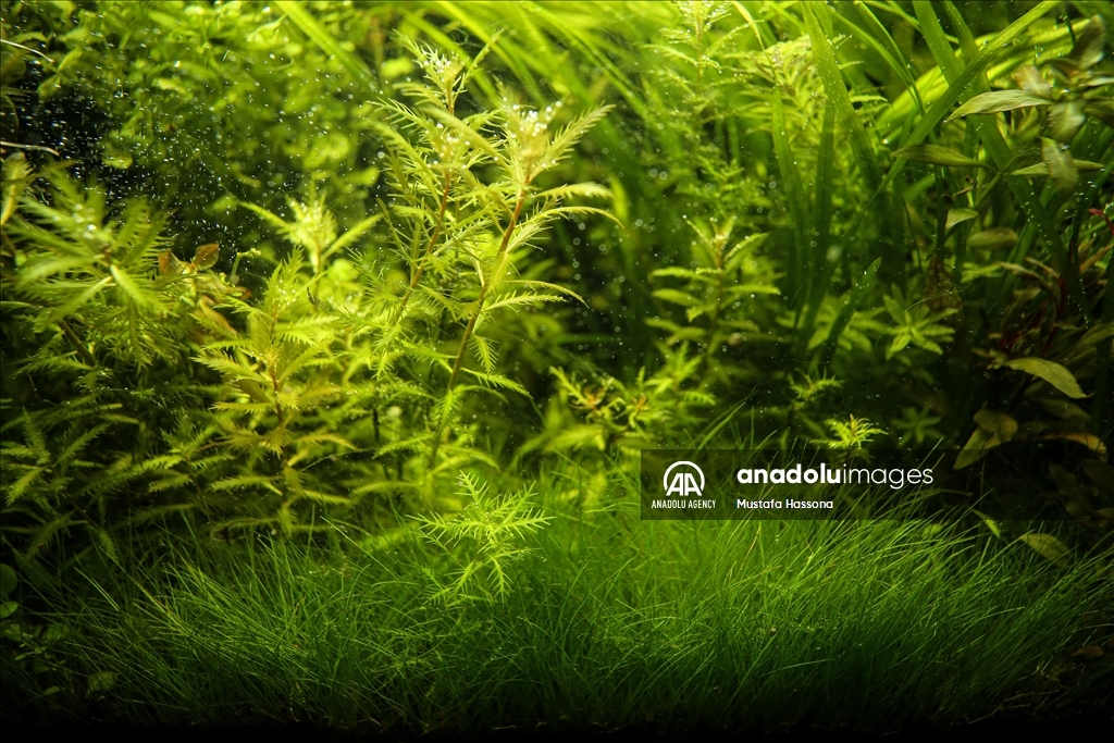 نباتات المياه العذبة تجد موطأ قدم لها في غزة