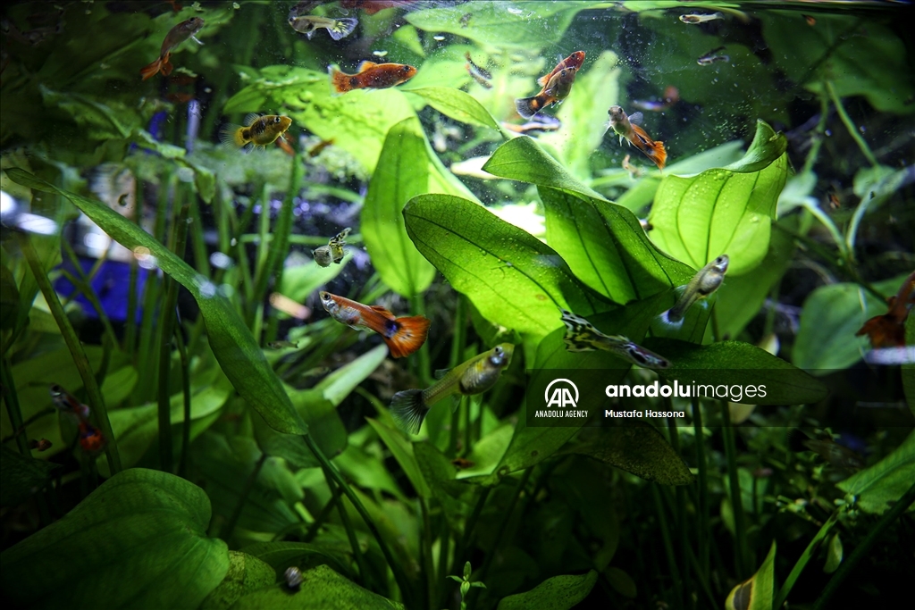 نباتات المياه العذبة تجد موطأ قدم لها في غزة