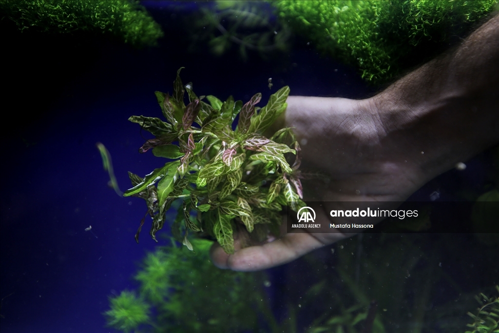 نباتات المياه العذبة تجد موطأ قدم لها في غزة