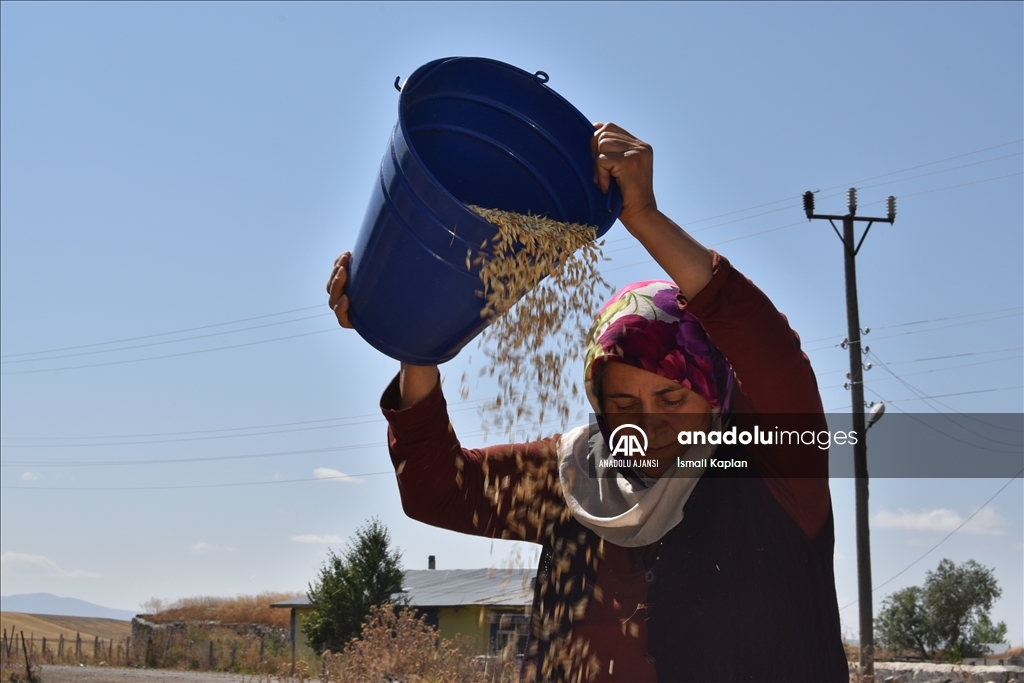 Karslı kadınlar rüzgara karşı "tahıl savurma" mesaisinde