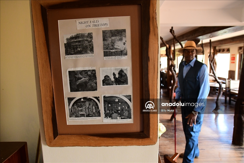 Elizabeth'in prenses olarak gelip kraliçe olarak ayrıldığı Kenya'daki otel: Treetops
