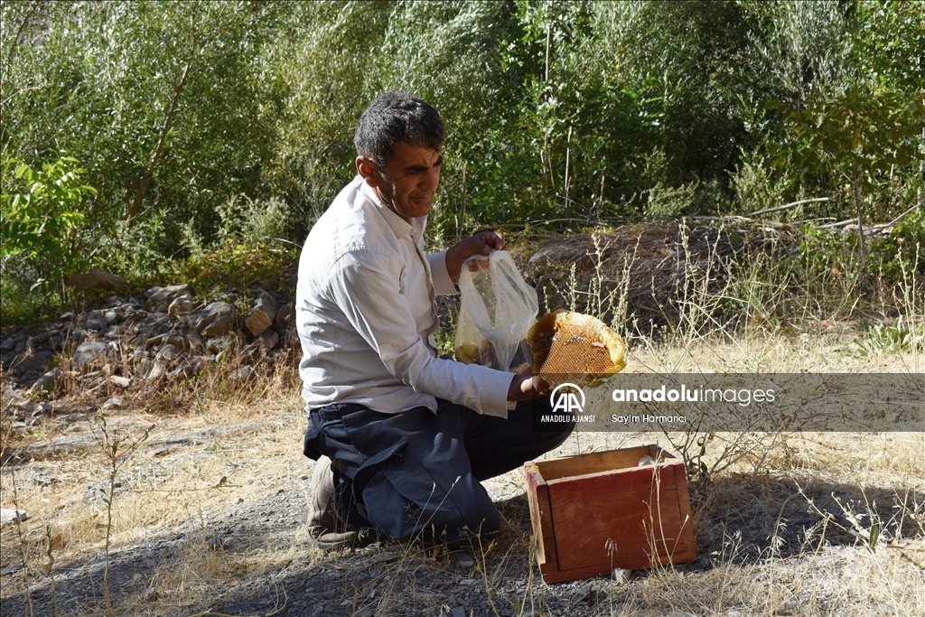 Hakkarili arıcının dağlardan güçlükle topladığı kaya balı ilgi görüyor
