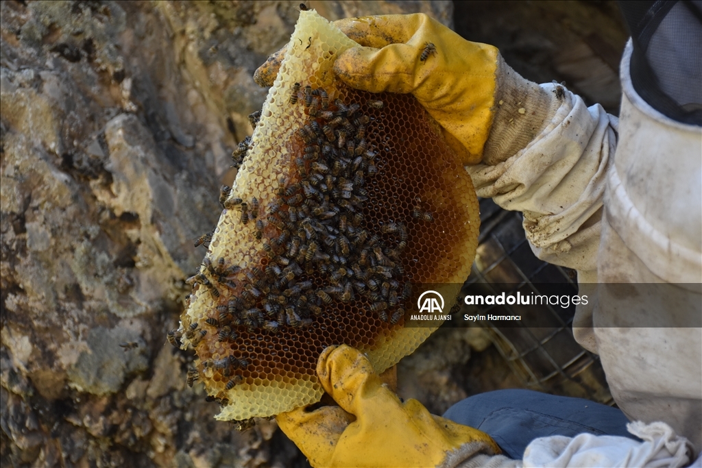 Hakkarili arıcının dağlardan güçlükle topladığı kaya balı ilgi görüyor