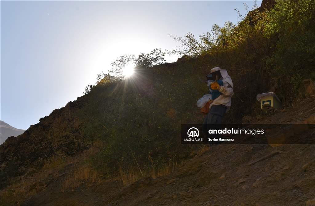 Hakkarili arıcının dağlardan güçlükle topladığı kaya balı ilgi görüyor