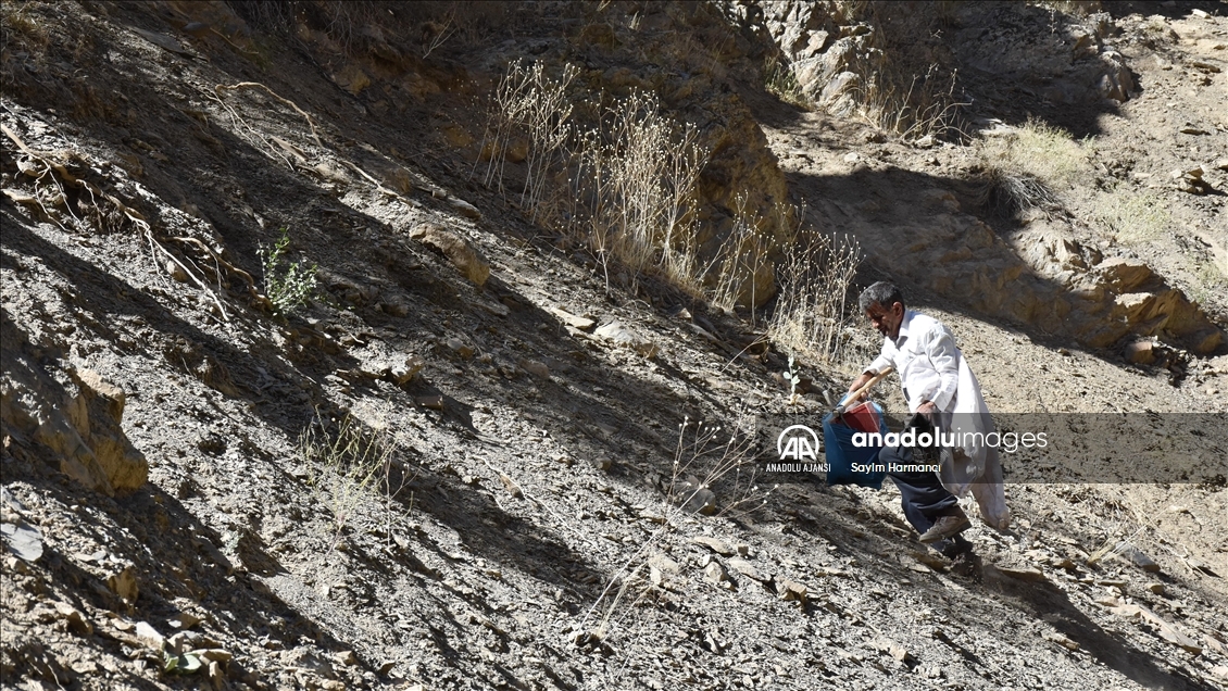 Hakkarili arıcının dağlardan güçlükle topladığı kaya balı ilgi görüyor
