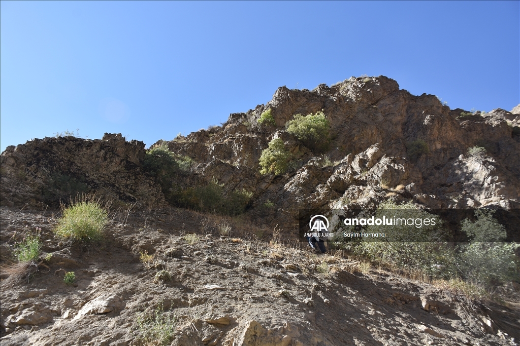 Hakkarili arıcının dağlardan güçlükle topladığı kaya balı ilgi görüyor