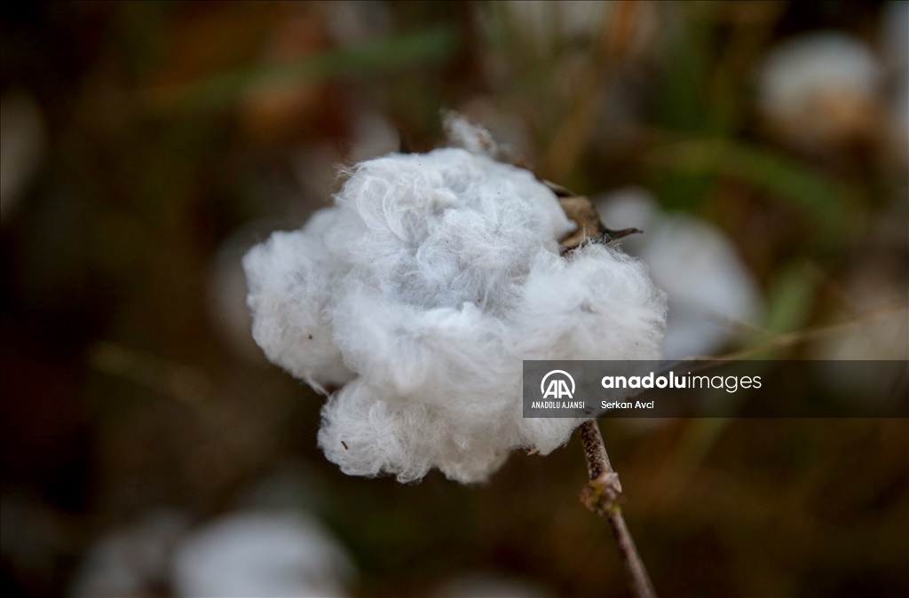 Adana'da pamuk hasadı etkinliği düzenlendi